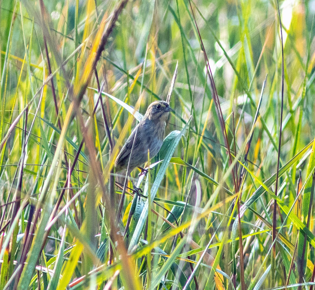 Nelson's Sparrow - ML645965369
