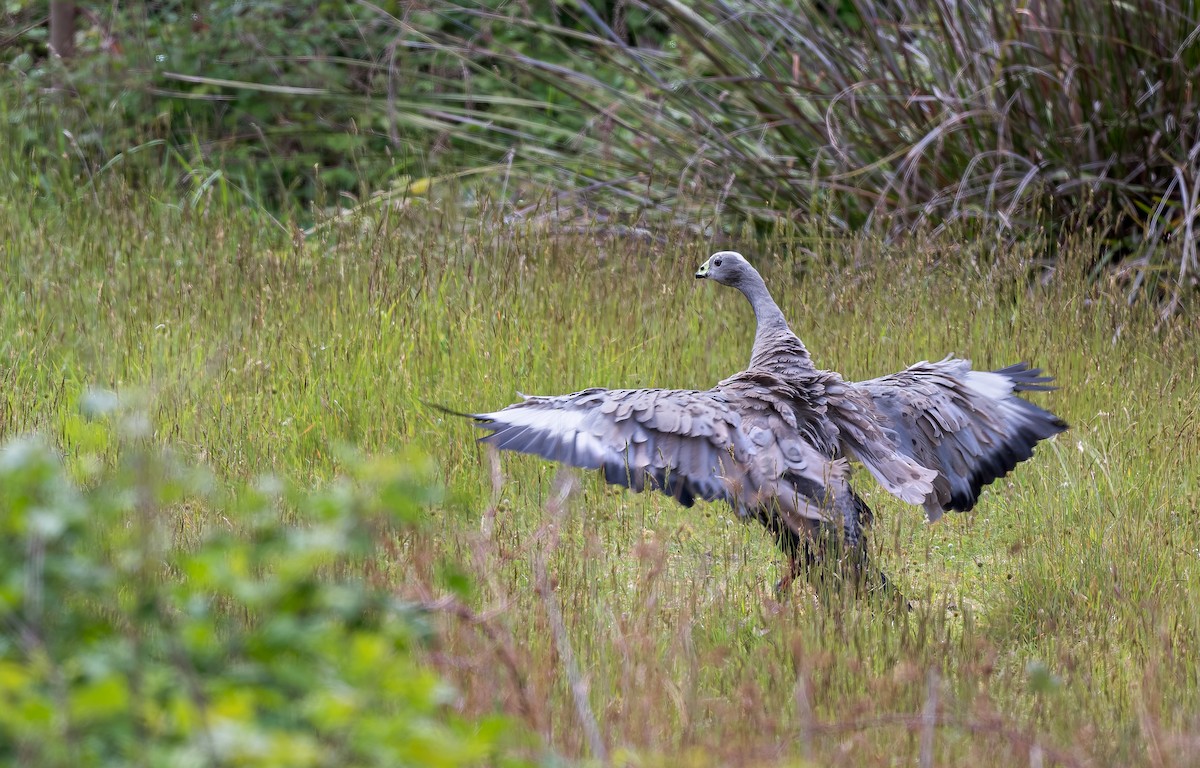 Cape Barren Goose - ML645965372