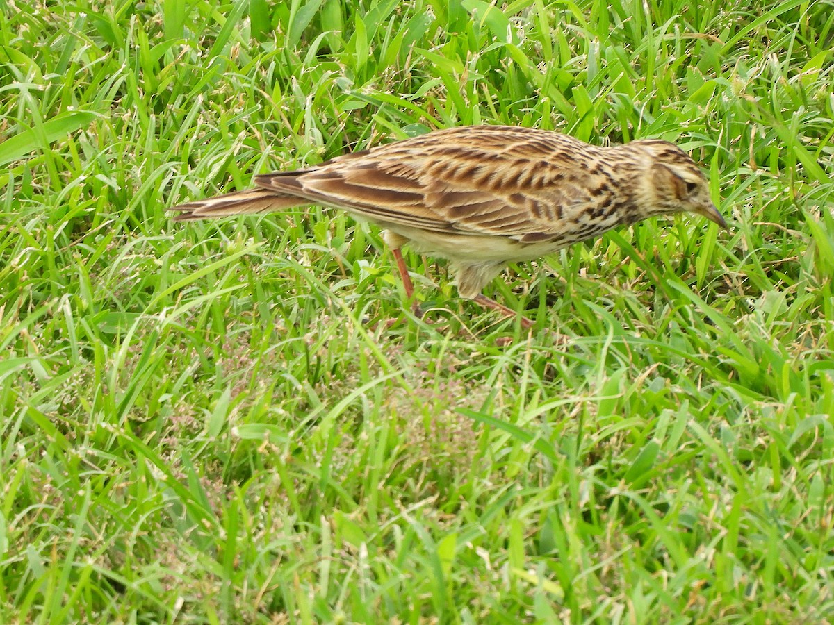 Eurasian Skylark - ML645965387