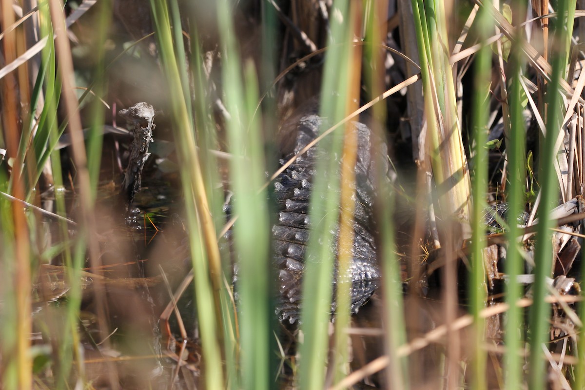 American Alligator - ML645965392