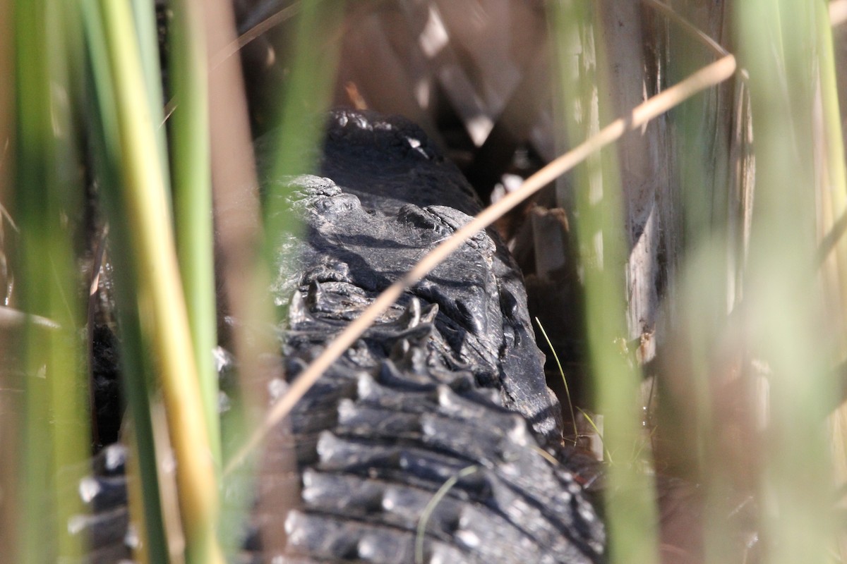 American Alligator - ML645965393