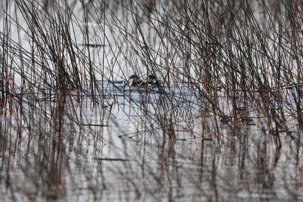 American Alligator - ML645965394