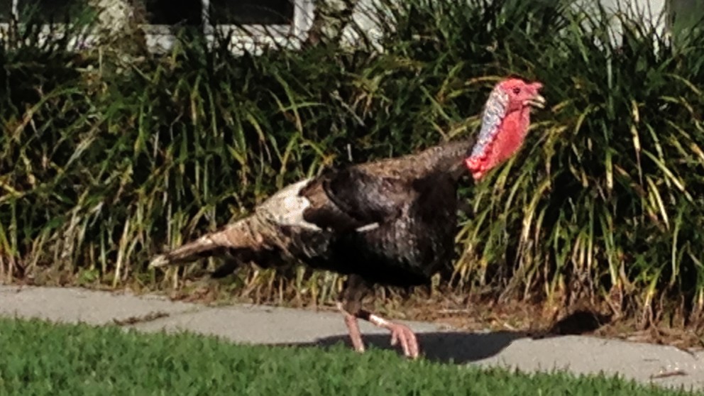 Wild Turkey - ML645965396