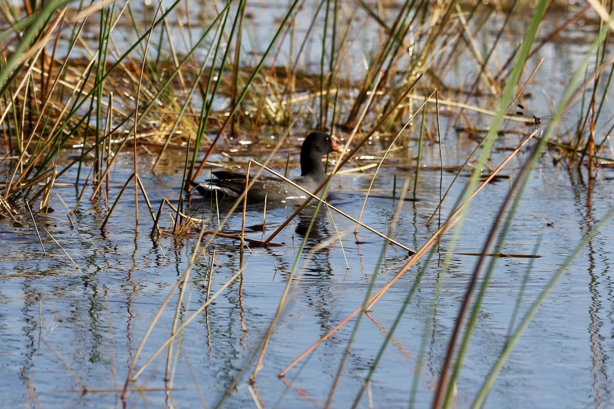 slípka americká - ML645965400