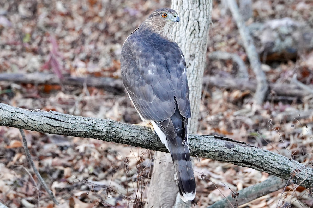 Cooper's Hawk - ML645965401