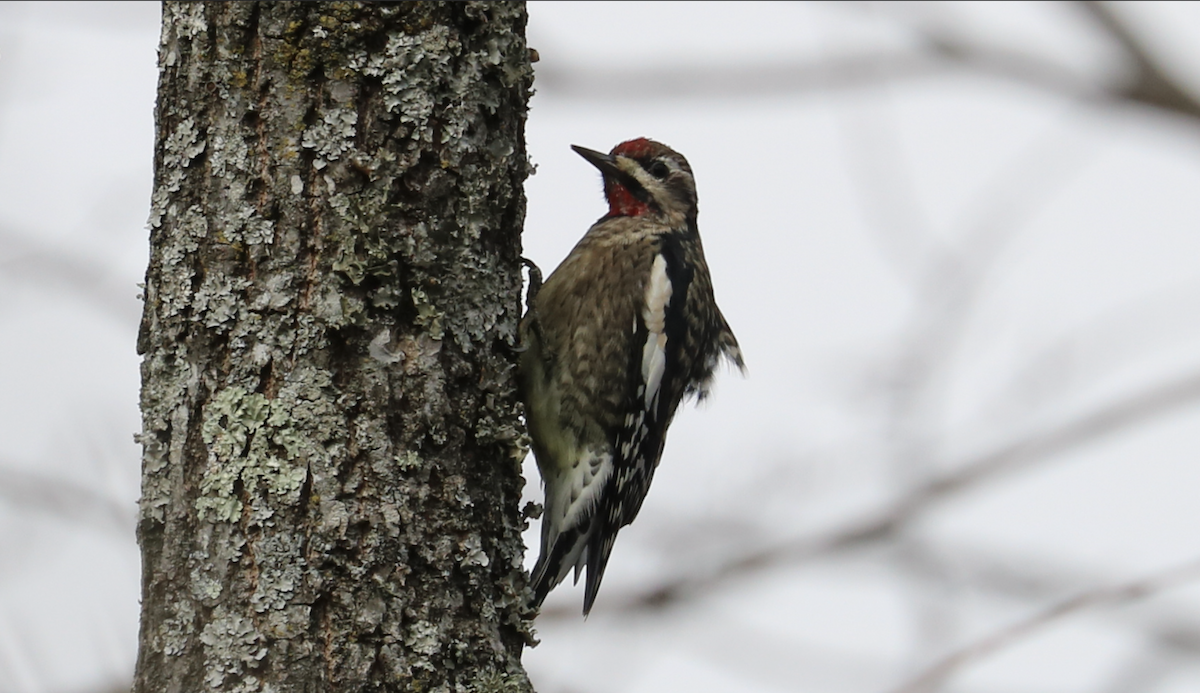 Желтобрюхий дятел-сокоед - ML645965402