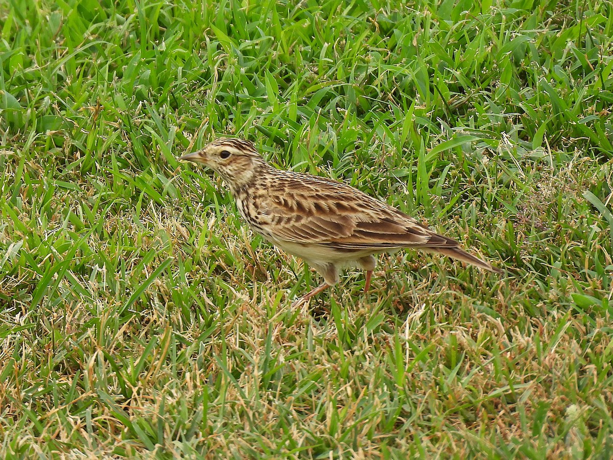 Eurasian Skylark - ML645965404