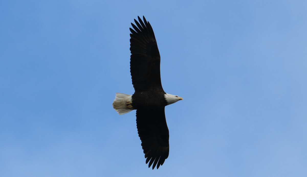 עיטם לבן-ראש - ML645965406