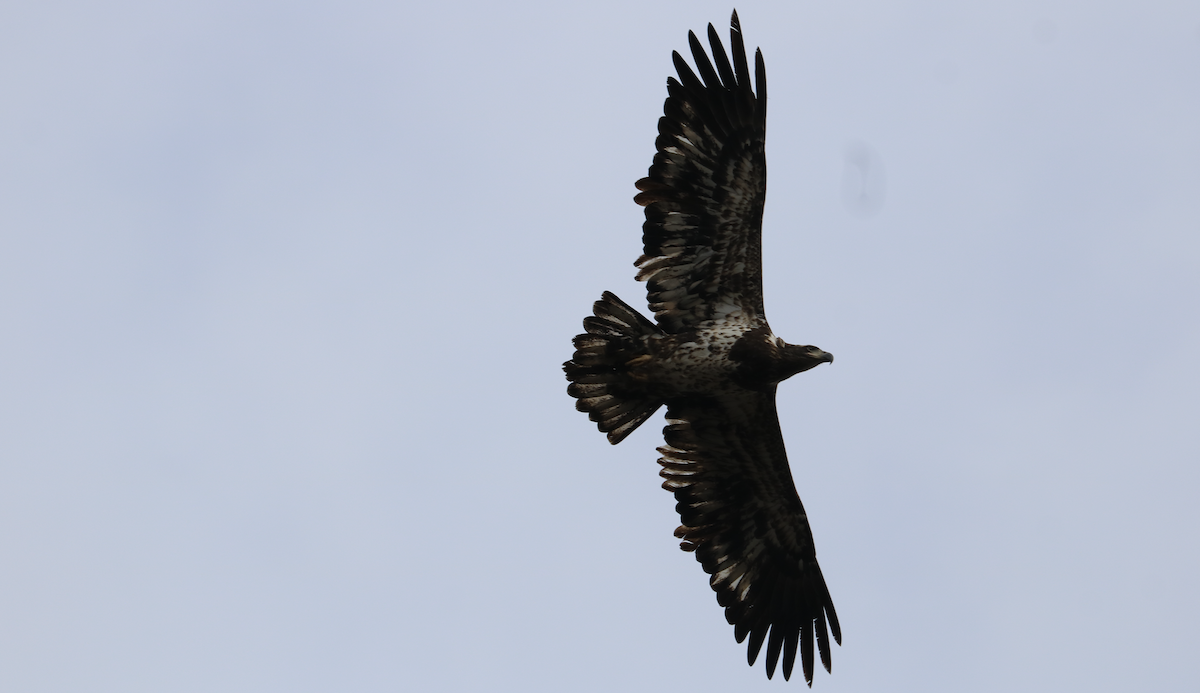 עיטם לבן-ראש - ML645965407