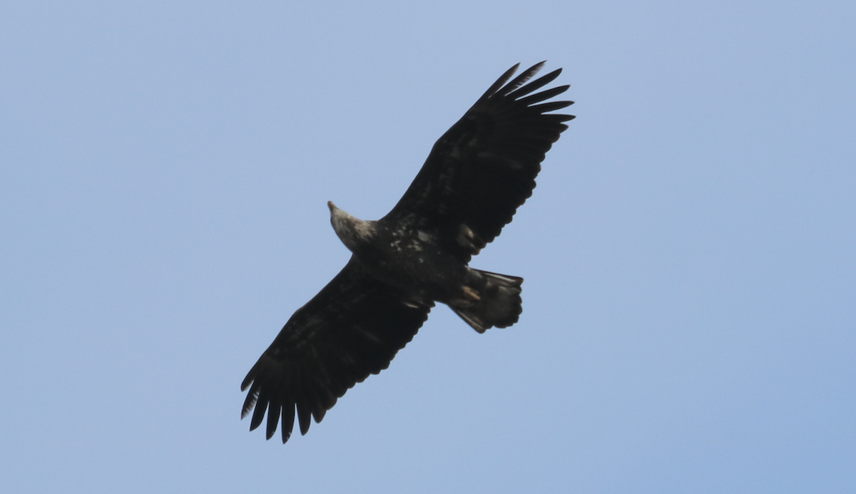 עיטם לבן-ראש - ML645965408