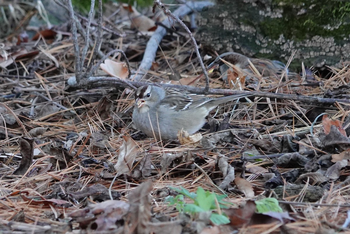 White-crowned Sparrow - ML645965414