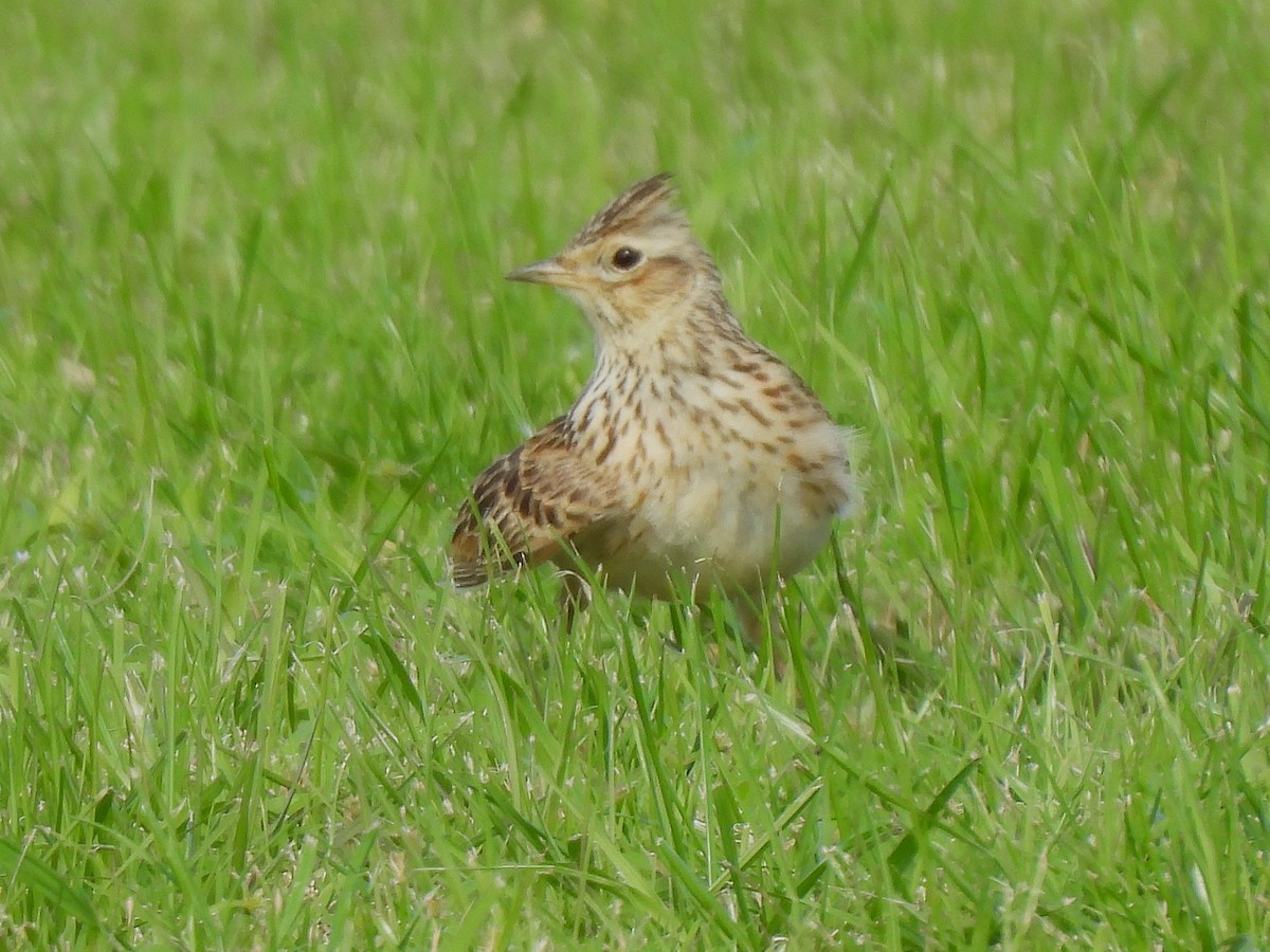 Eurasian Skylark - ML645965417