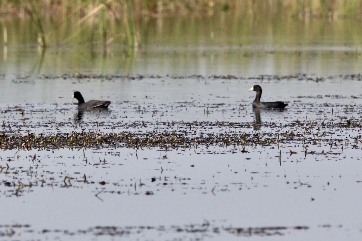 Лиска американська - ML645965419