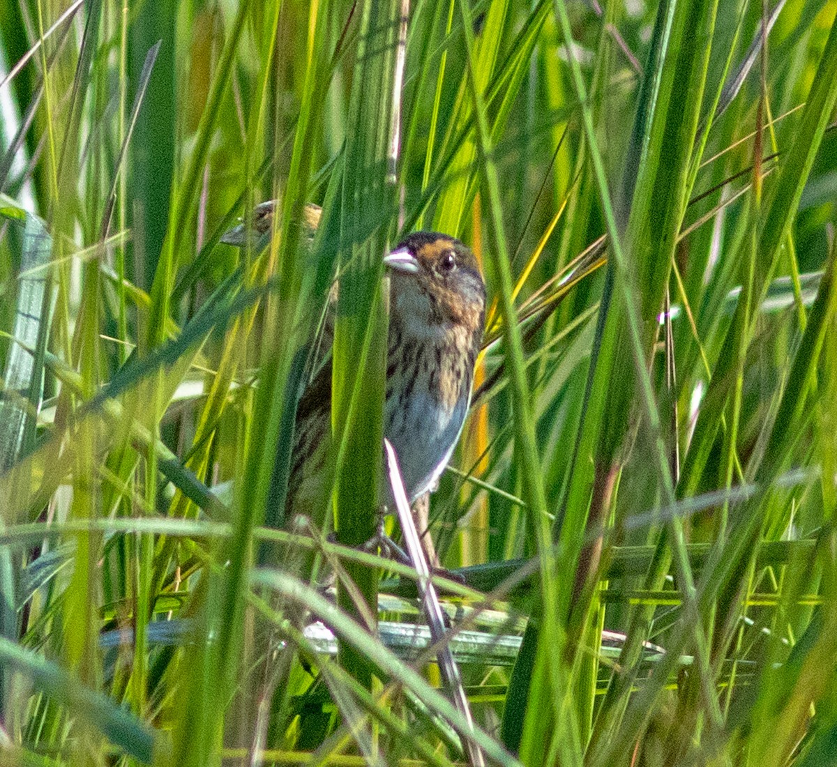 Saltmarsh Sparrow - ML645965420