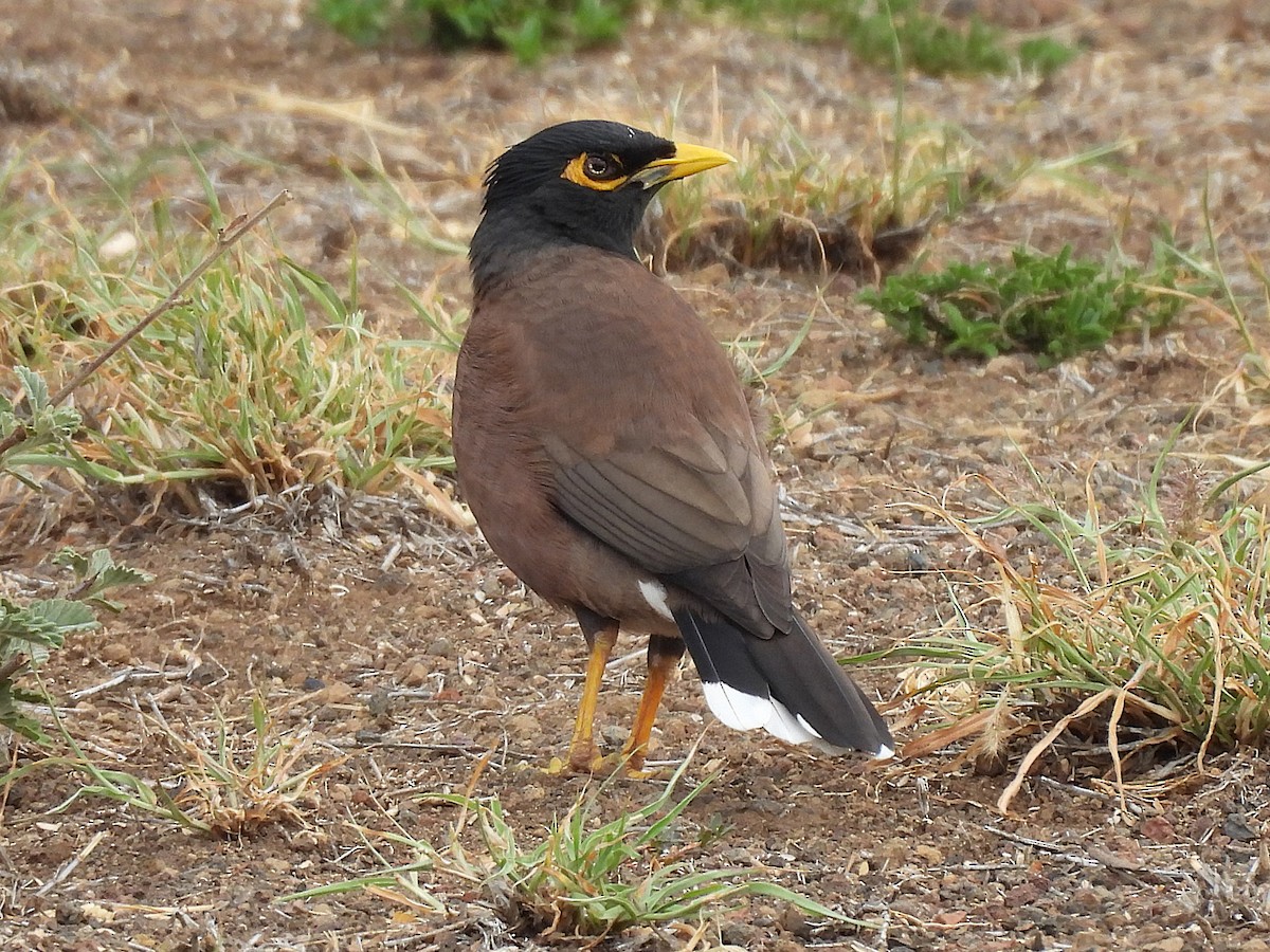 Common Myna - ML645965421