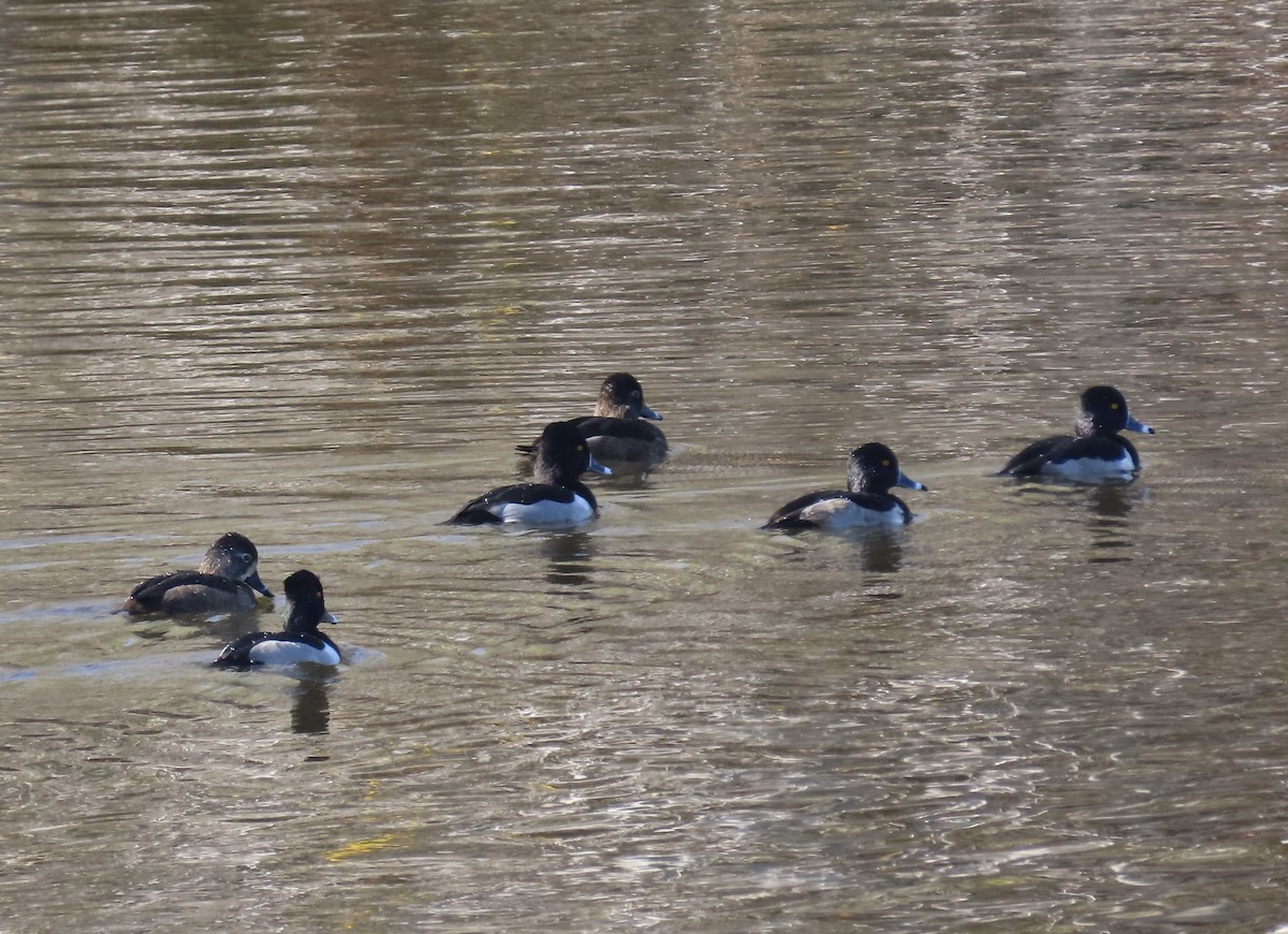 Ring-necked Duck - ML645965425