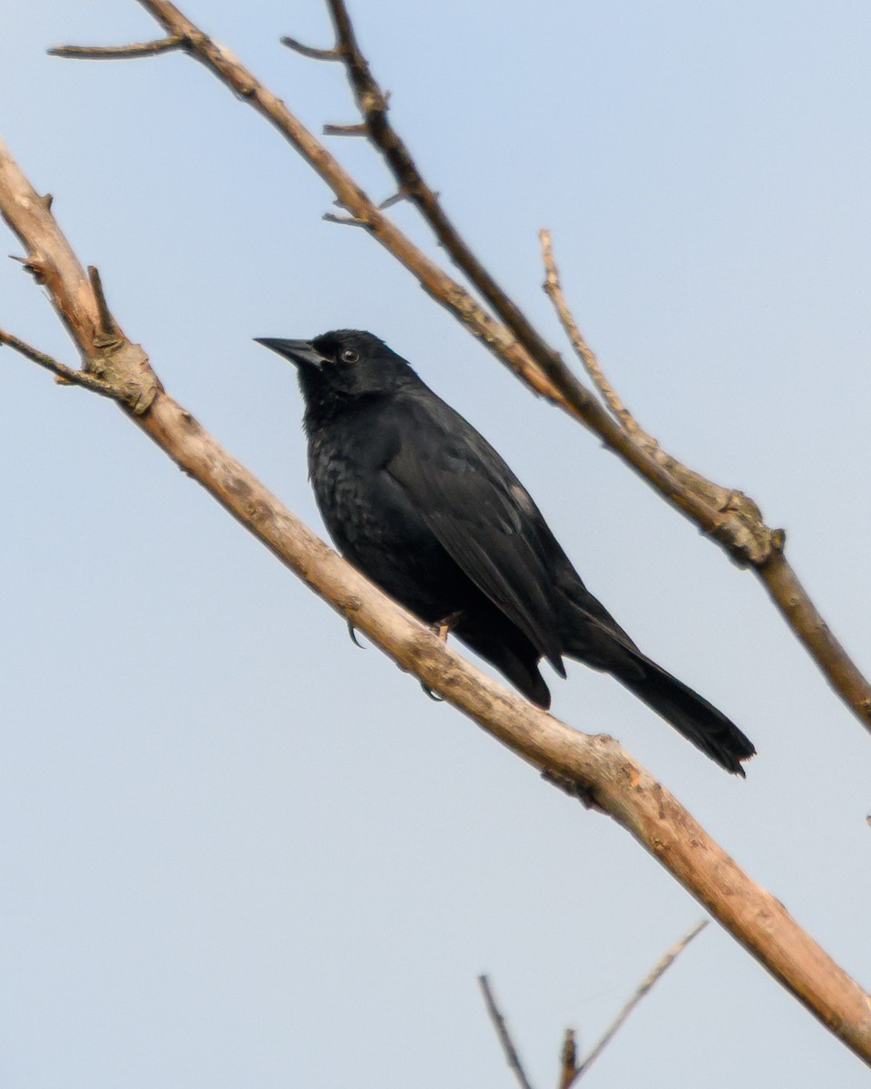 Unicolored Blackbird - ML645965426