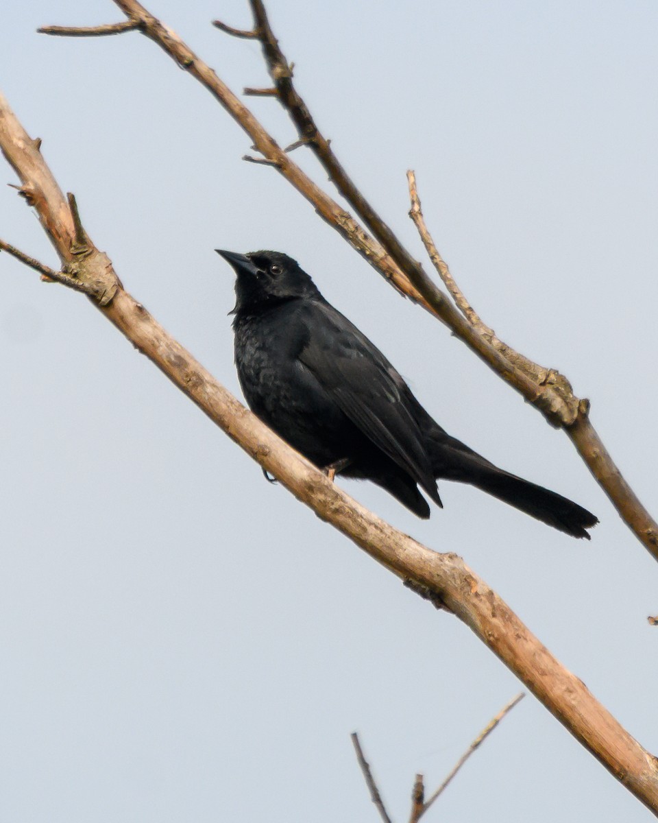 Unicolored Blackbird - ML645965427