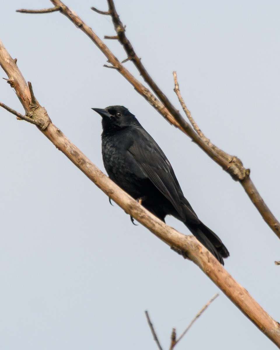 Unicolored Blackbird - ML645965428