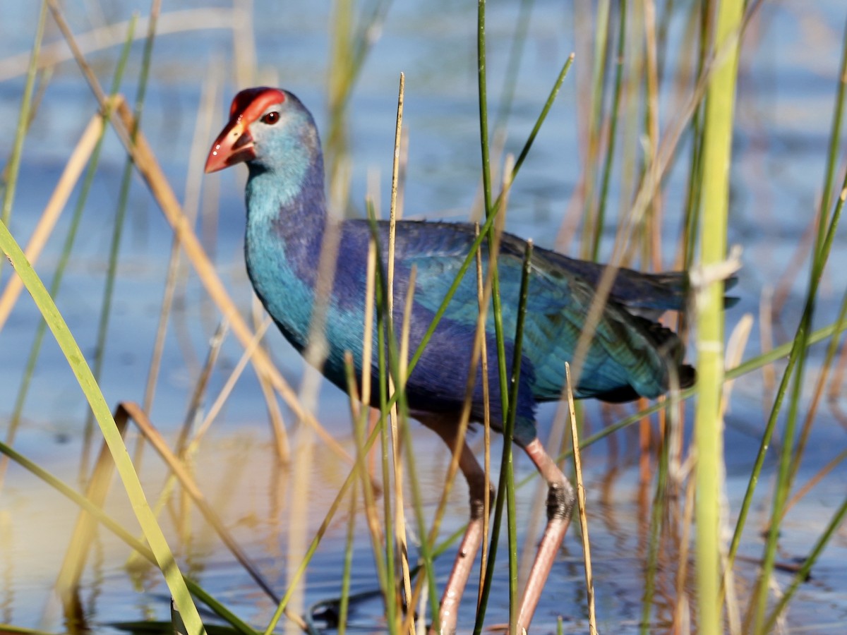 Gray-headed Swamphen - ML645965431