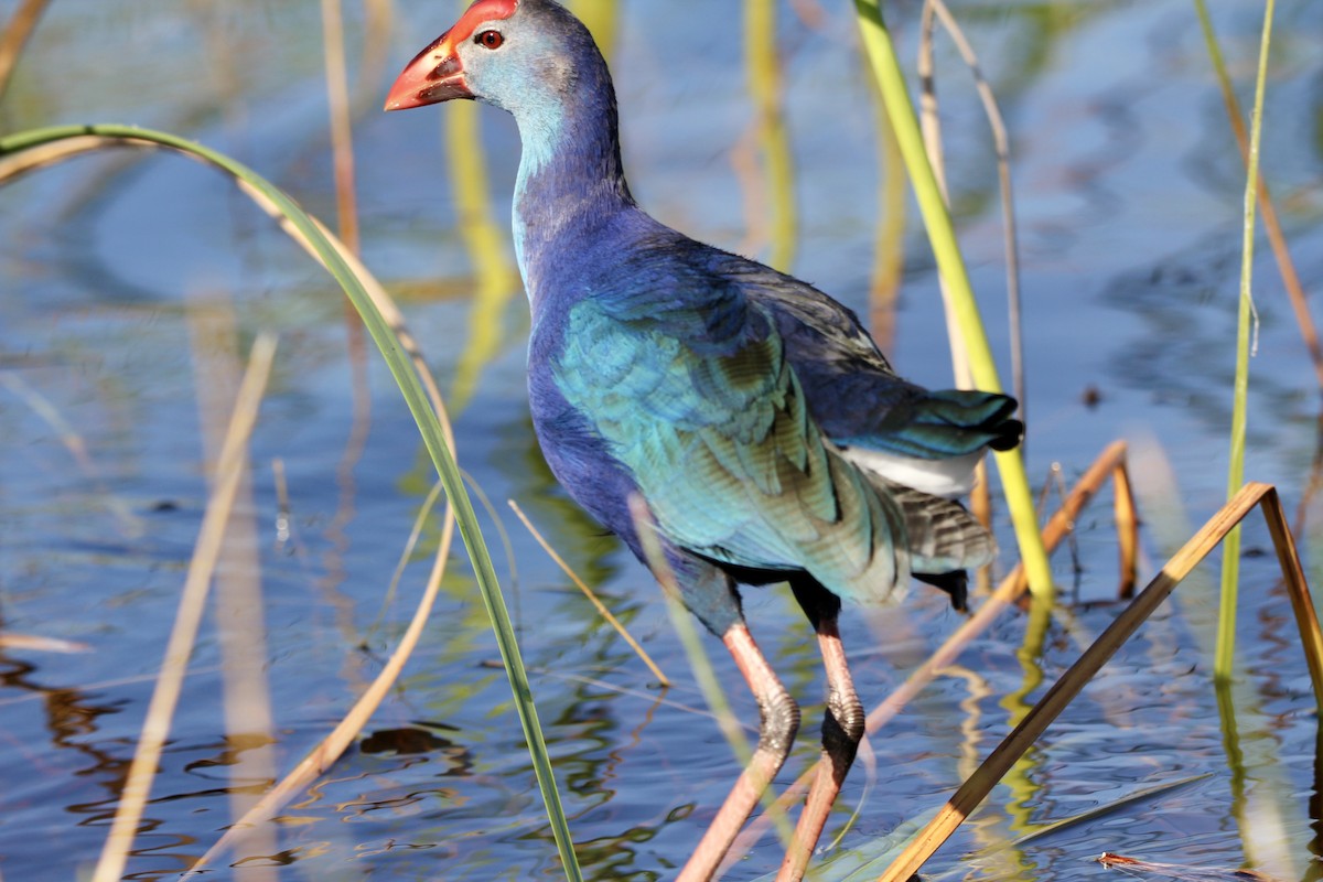 Gray-headed Swamphen - ML645965432