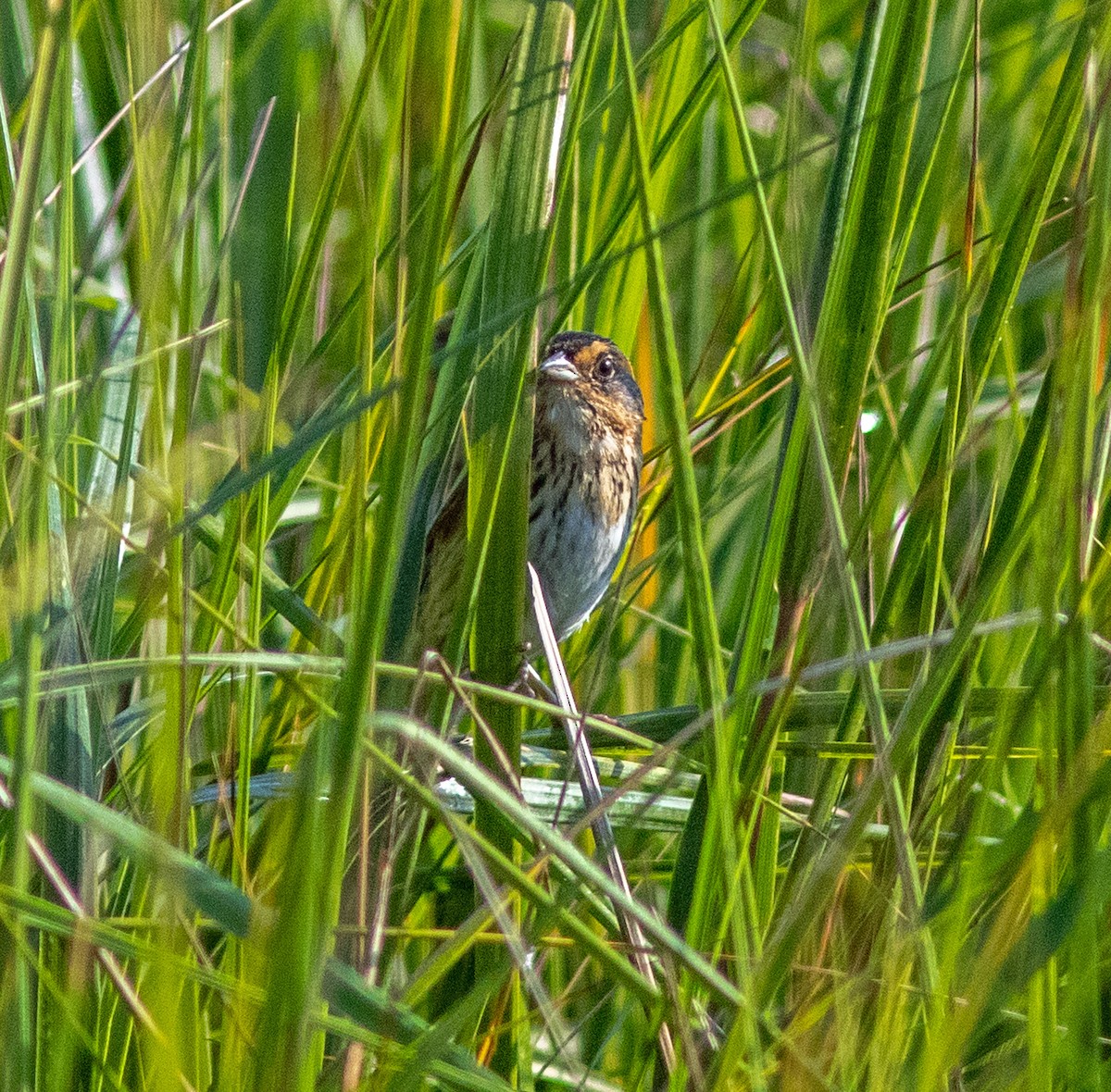 Saltmarsh Sparrow - ML645965433