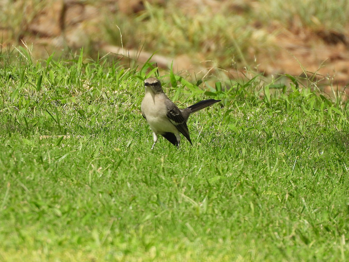 Northern Mockingbird - ML645965434
