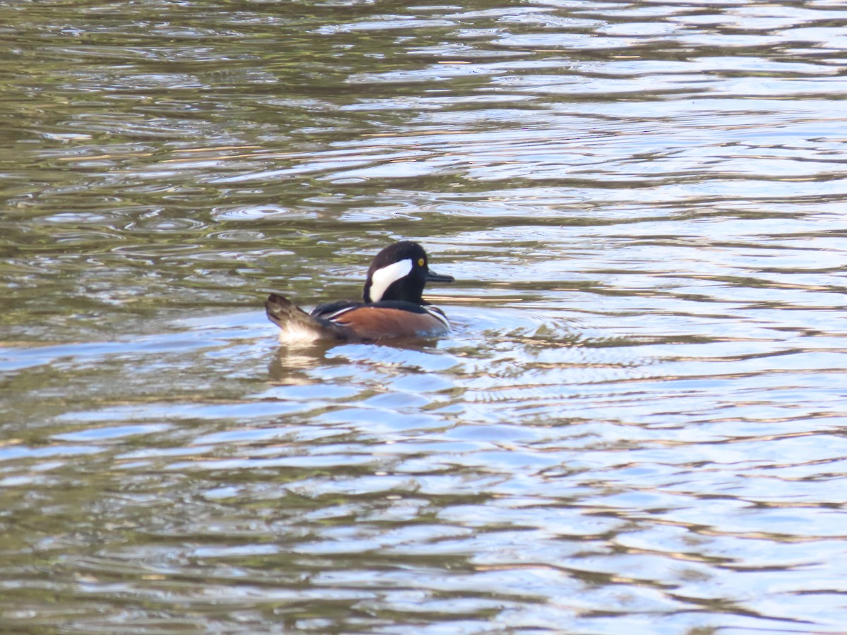 Hooded Merganser - ML645965436