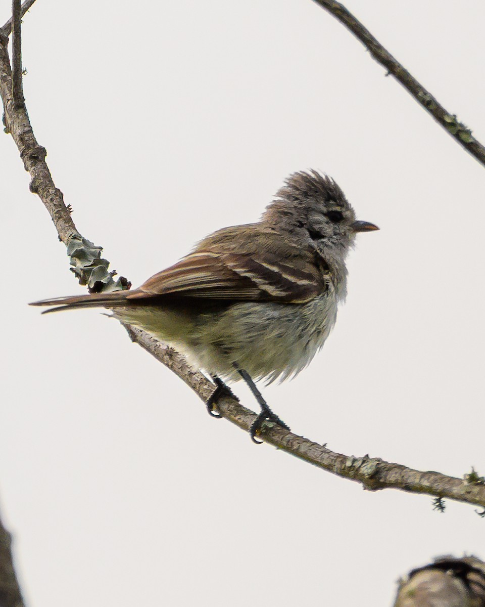 Southern Beardless-Tyrannulet - ML645965439