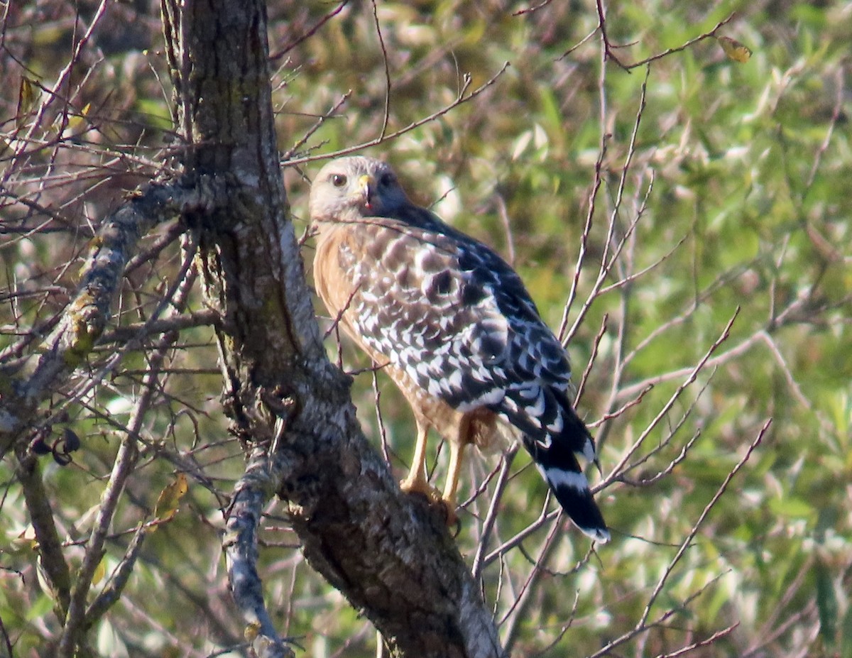 Red-shouldered Hawk - ML645965448