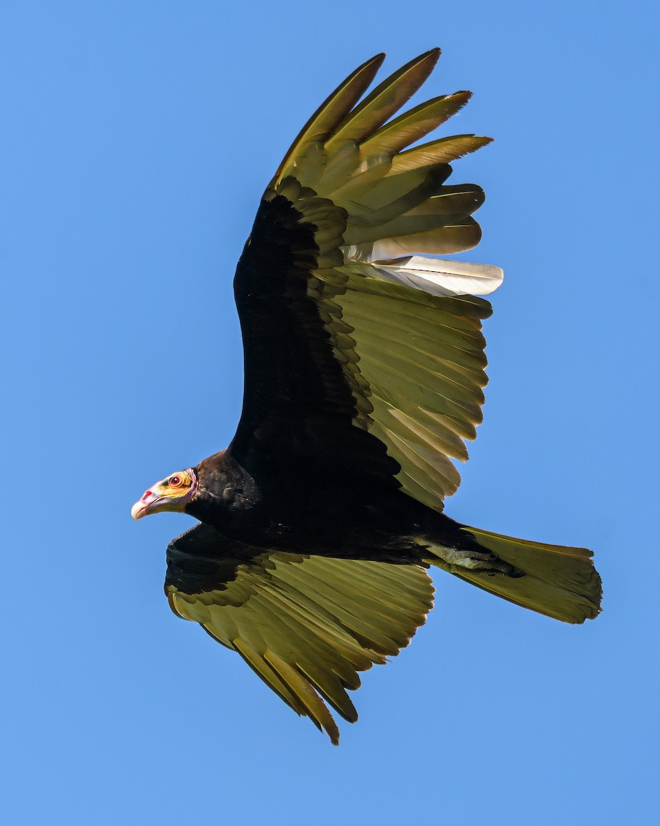 Lesser Yellow-headed Vulture - ML645965453