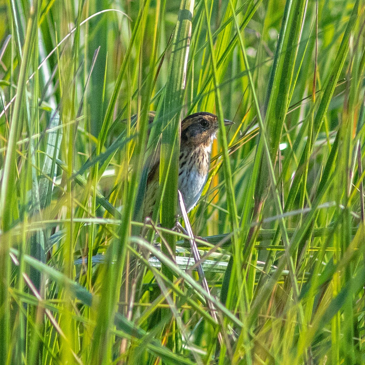 Saltmarsh Sparrow - ML645965455
