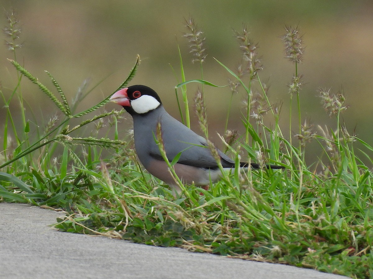 Java Sparrow - ML645965460