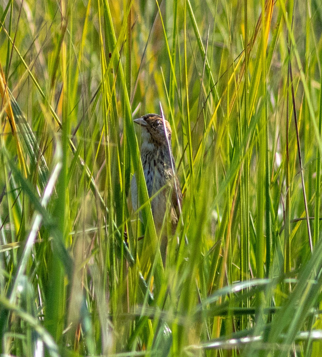Saltmarsh Sparrow - ML645965462