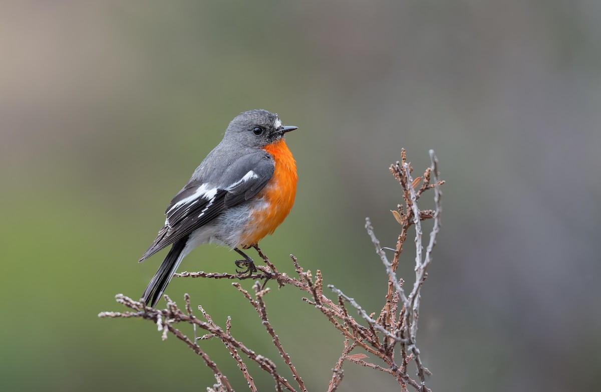 Огненногрудая петроика - ML645965463