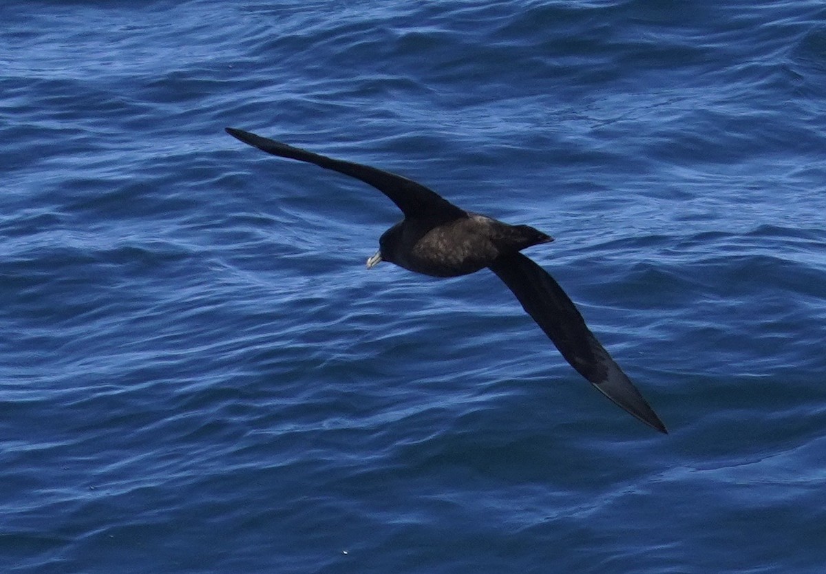 White-chinned Petrel - ML645965464