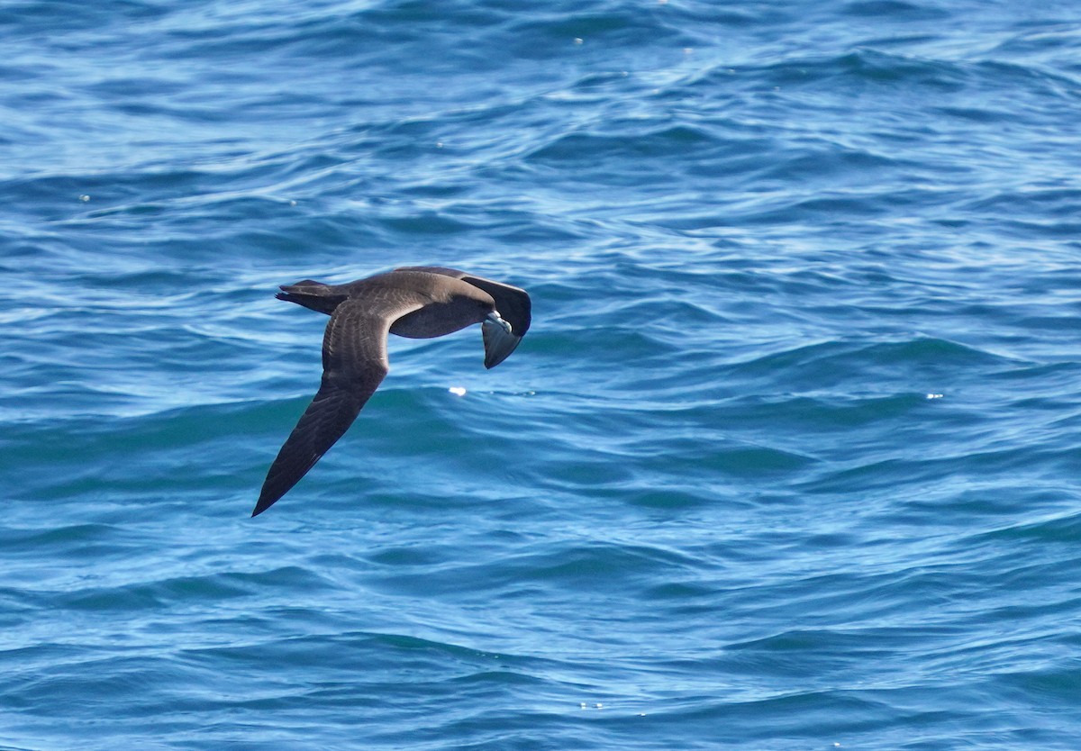 White-chinned Petrel - ML645965465