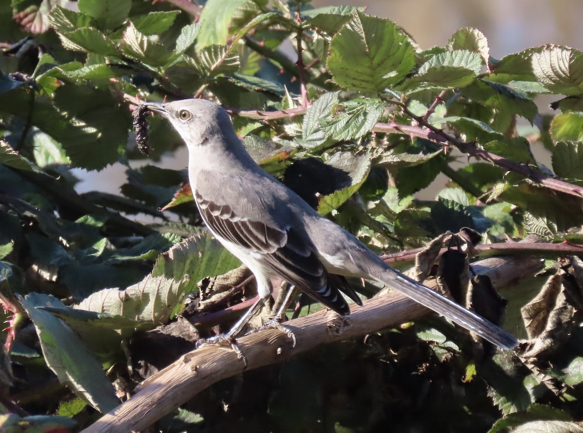 Northern Mockingbird - ML645965468