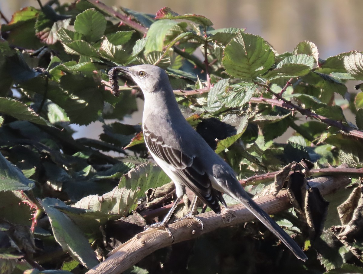 Northern Mockingbird - ML645965469