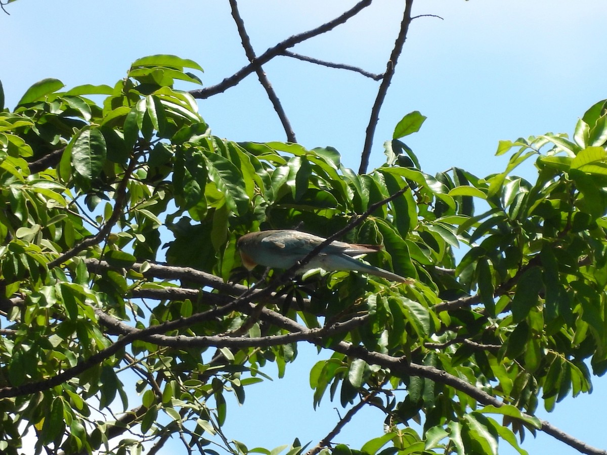 Blue-cheeked Bee-eater - ML645965471