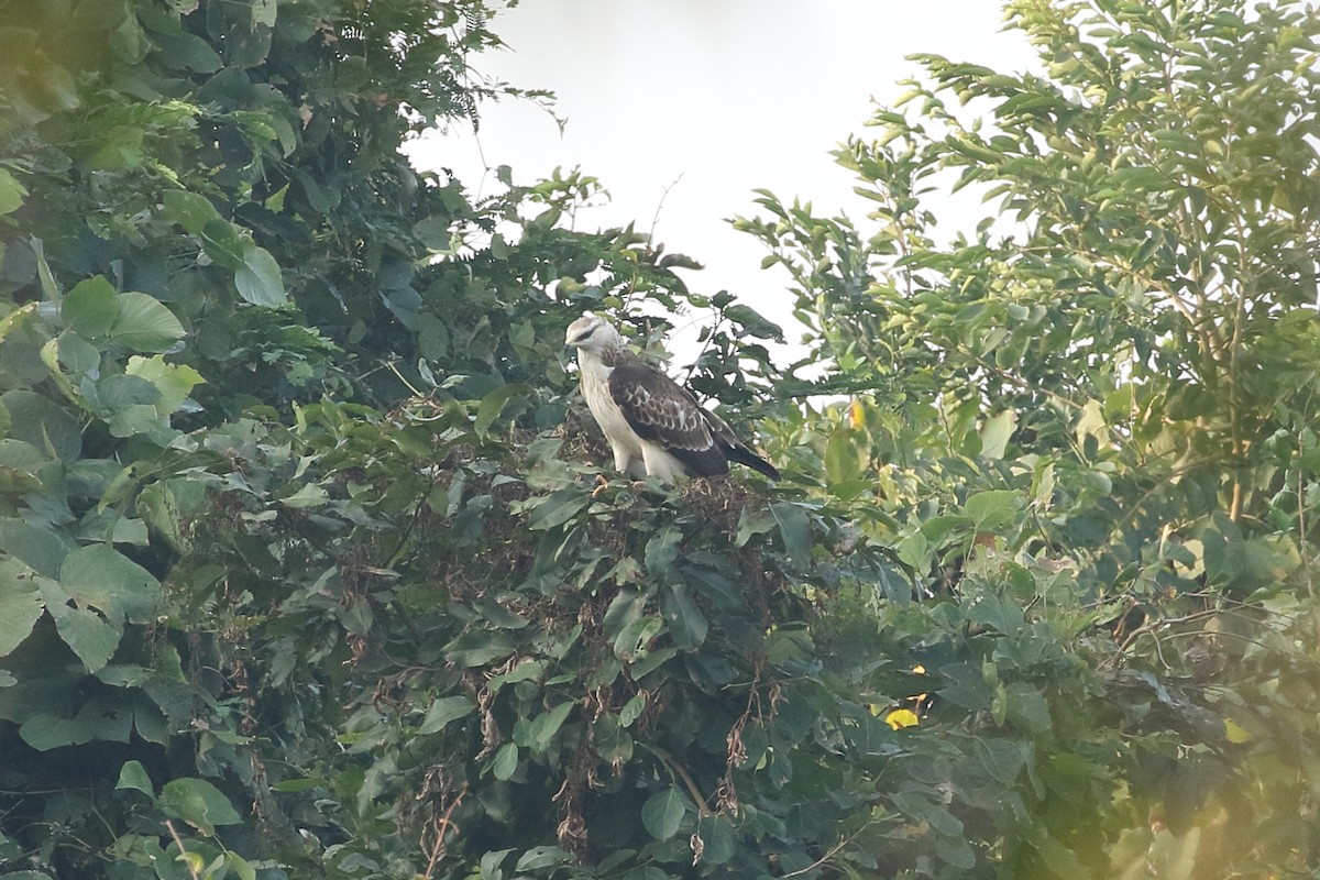 אייה מזרחית - ML645965473