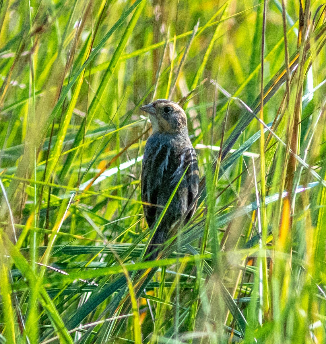 Saltmarsh Sparrow - ML645965477