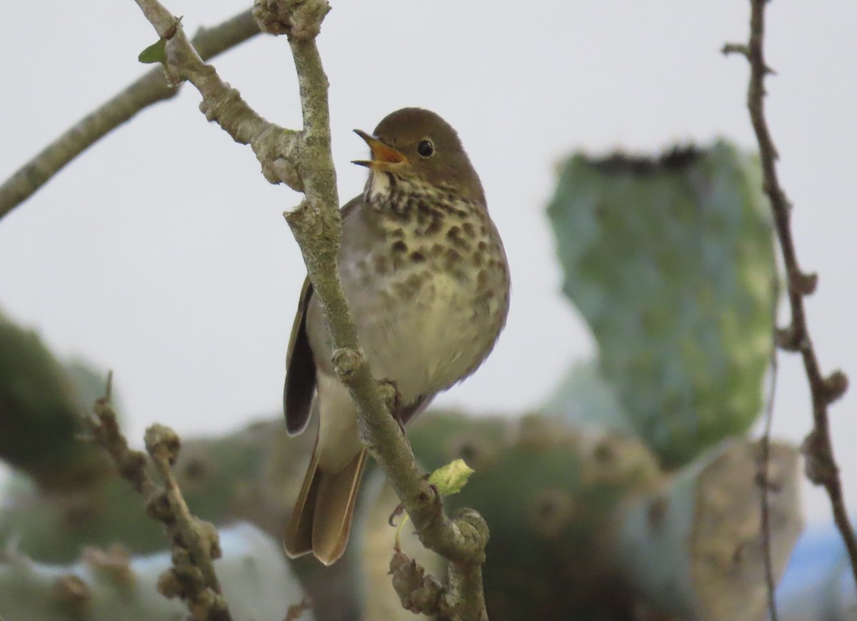 Hermit Thrush - ML645965478