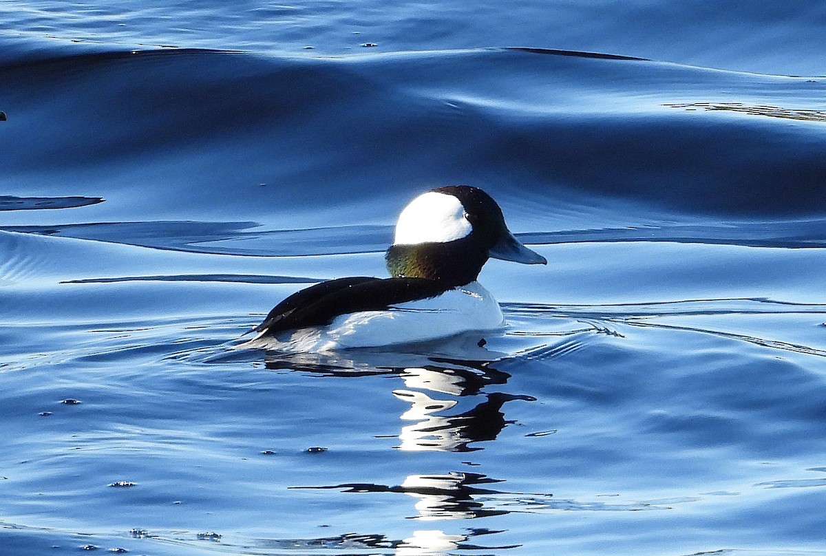 Bufflehead - ML645965480