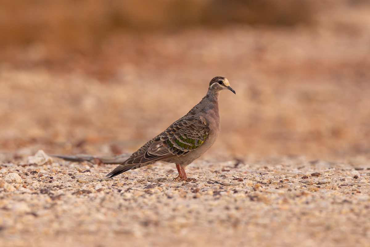 Common Bronzewing - ML645965482