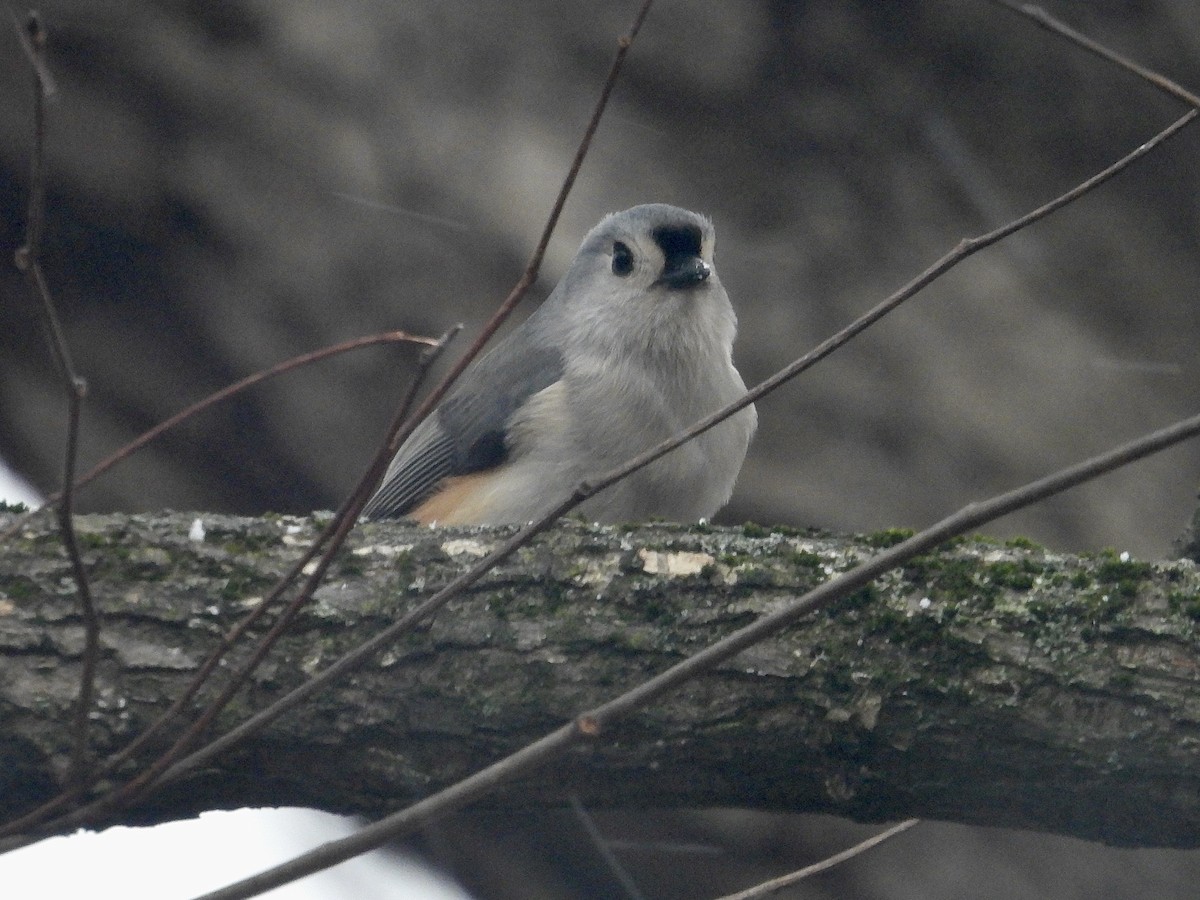 Tufted Titmouse - ML645965484