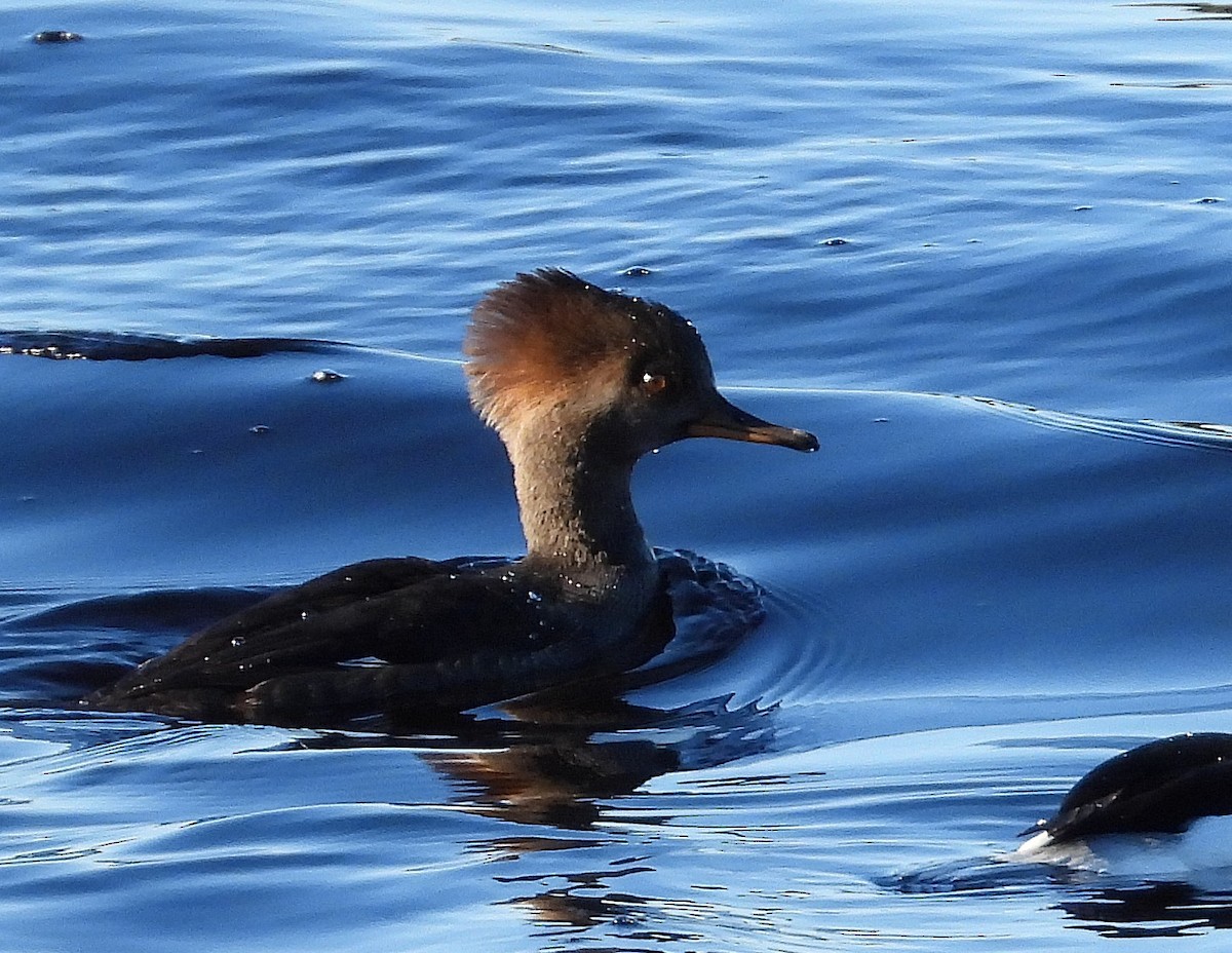 Hooded Merganser - ML645965485