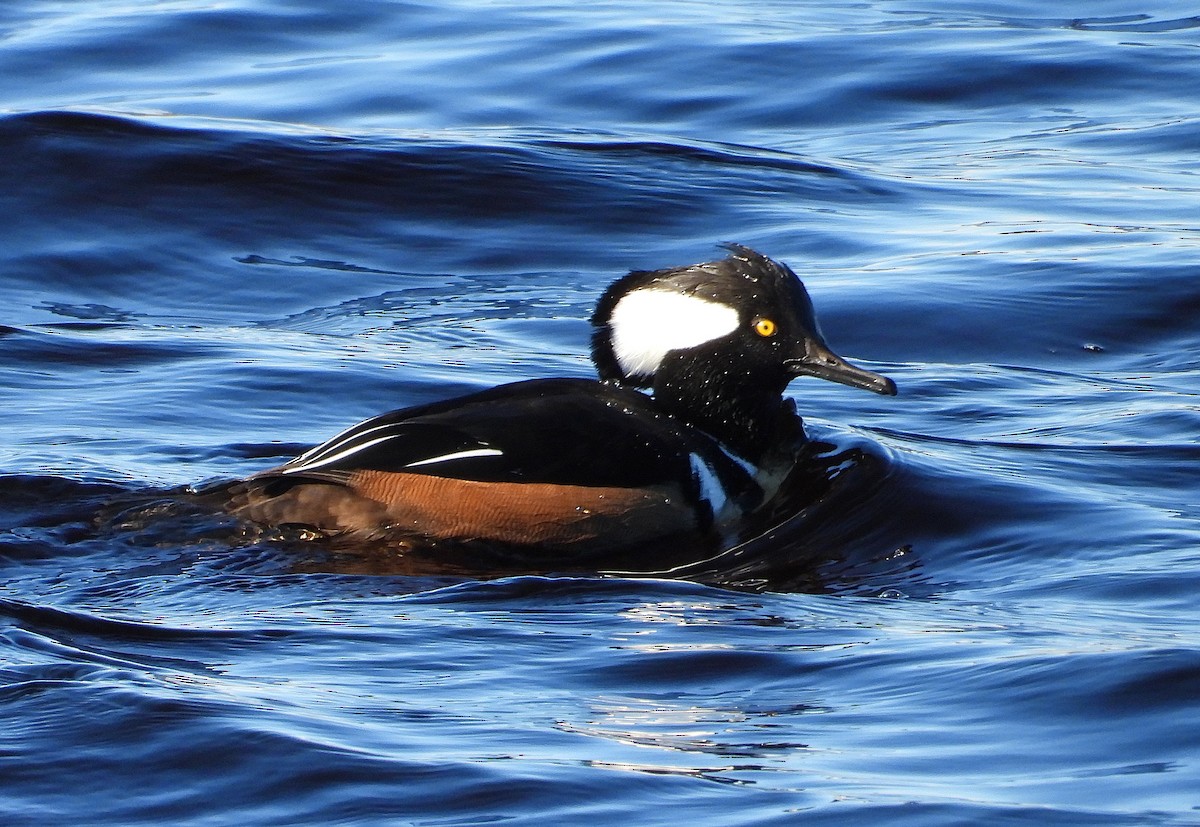 Hooded Merganser - ML645965486