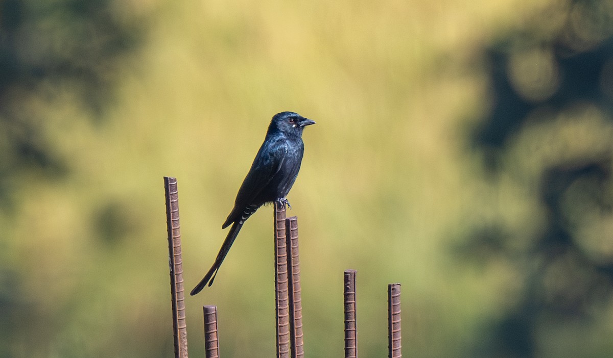 Black Drongo - ML645965487