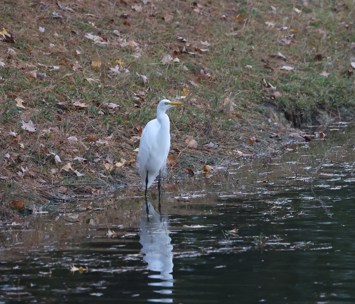 Great Egret - ML645965488